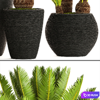 A collection of plants in pots. 56. Cycas, cycad, cycas, bush, palm tree, decorative, indoor, outdoor, pot, flowerpot, landscaping 3D Model Vray