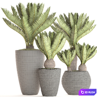 A collection of plants in pots. 56. Cycas, cycad, cycas, bush, palm tree, decorative, indoor, outdoor, pot, flowerpot, landscaping 3D Model Vray