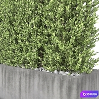 Boxwood - Hedge 3D Model Vray
