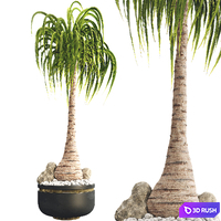 Ponytail Palm Tree 3D Model Vray, Corona
