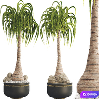 Ponytail Palm Tree 3D Model Vray, Corona