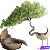 Houseplants-indoor-Bonsai-039 3D Model Vray, Corona
