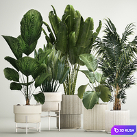 Interior potted plants Likuala, palm tree, Howea forsteriana, strelitzia, calathea, garden, bush. Plant collection 1199 3D Model Vray