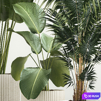 Interior potted plants Likuala, palm tree, Howea forsteriana, strelitzia, calathea, garden, bush. Plant collection 1199 3D Model Vray