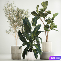 Beautiful plants Oliva in a white pot Strelitzia and Ficus Lyrata in a flowerpot. Plant collection 1262 3D Model Vray