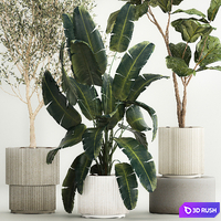 Beautiful plants Oliva in a white pot Strelitzia and Ficus Lyrata in a flowerpot. Plant collection 1262 3D Model Vray