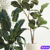 Beautiful plants Oliva in a white pot Strelitzia and Ficus Lyrata in a flowerpot. Plant collection 1262 3D Model Vray