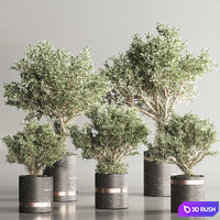 Indoor Plant Set 113 3D Model Vray