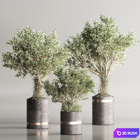 Indoor Plant Set 113 3D Model Vray