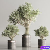 Indoor Plant Set 113 3D Model Vray