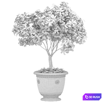 An orange tree in a potted pot. Decorative Citrus Houseplant.Citrus mandarin tree in container on terrace 3D Model Vray, Corona