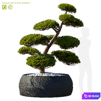 Yew berry nivaki in flower pots | Taxus baccata niwaki 3D Model Vray, Corona