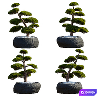 Yew berry nivaki in flower pots | Taxus baccata niwaki 3D Model Vray, Corona