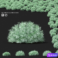 Wormwood schmidt shrub | Artemisia schmidtiana 3D Model Vray, Corona