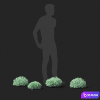 Wormwood schmidt shrub | Artemisia schmidtiana 3D Model Vray, Corona