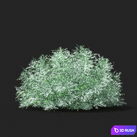 Wormwood schmidt shrub | Artemisia schmidtiana 3D Model Vray, Corona
