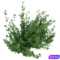 Collection plant vol 124 3D Model Vray, Corona
