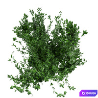Collection plant vol 124 3D Model Vray, Corona