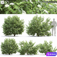 Cornus (Swida) Alba flowering # 1 3D Model Corona