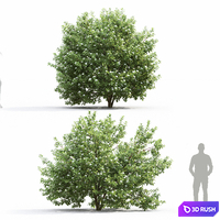 Cornus (Swida) Alba flowering # 1 3D Model Corona