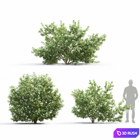 Cornus (Swida) Alba flowering # 1 3D Model Corona