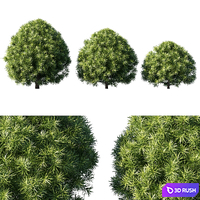 Podocarpus macrophyllas 03 3D Model Corona