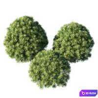 Podocarpus macrophyllas 03 3D Model Corona
