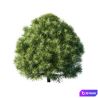 Podocarpus macrophyllas 03 3D Model Corona
