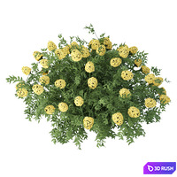 Flowering bushes collection vol 43 3D Model Vray, Corona