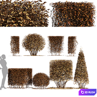 4diffrent bush-Dwarf Yaupon Holly Box Spherical Cone Winter 3D Model Vray, Corona