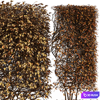 4diffrent bush-Dwarf Yaupon Holly Box Spherical Cone Winter 3D Model Vray, Corona