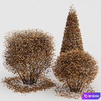 4diffrent bush-Dwarf Yaupon Holly Box Spherical Cone Winter 3D Model Vray, Corona