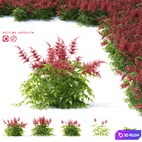 Astilba japanese red | Astilbe japonica 3 3D Model Vray, Corona