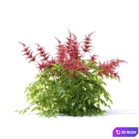 Astilba japanese red | Astilbe japonica 3 3D Model Vray, Corona
