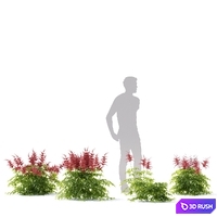 Astilba japanese red | Astilbe japonica 3 3D Model Vray, Corona