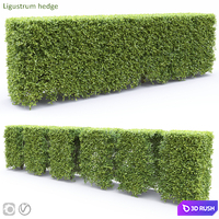 Ligustrum 3D Model Vray, Corona