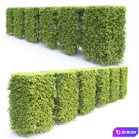 Ligustrum 3D Model Vray, Corona