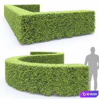Ligustrum 3D Model Vray, Corona