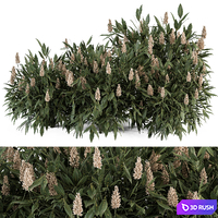 Bush prunus laurocerasus - Bush Set 77 3D Model Vray, Corona