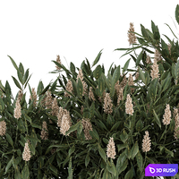 Bush prunus laurocerasus - Bush Set 77 3D Model Vray, Corona