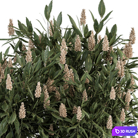 Bush prunus laurocerasus - Bush Set 77 3D Model Vray, Corona
