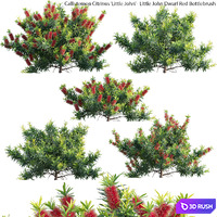 Callistemon Citrinus Little John - Little John Dwarf Red Bottlebrush 3D Model Vray, Corona