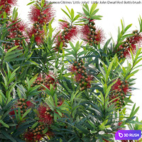 Callistemon Citrinus Little John - Little John Dwarf Red Bottlebrush 3D Model Vray, Corona