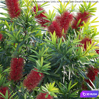 Callistemon Citrinus Little John - Little John Dwarf Red Bottlebrush 3D Model Vray, Corona