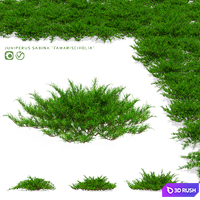 Juniper Cossack bushes | Juniperus sabina tamariscifolia 3D Model