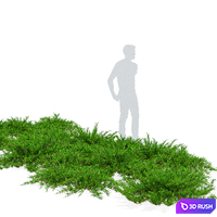 Juniper Cossack bushes | Juniperus sabina tamariscifolia 3D Model Vray, Corona