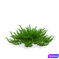 Juniper Cossack bushes | Juniperus sabina tamariscifolia 3D Model Vray, Corona