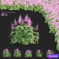 Astilbe Japanese pink | Astilbe japonica 4 3D Model Vray, Corona