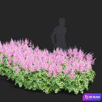 Astilbe Japanese pink | Astilbe japonica 4 3D Model Vray, Corona