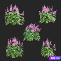 Astilbe Japanese pink | Astilbe japonica 4 3D Model Vray, Corona